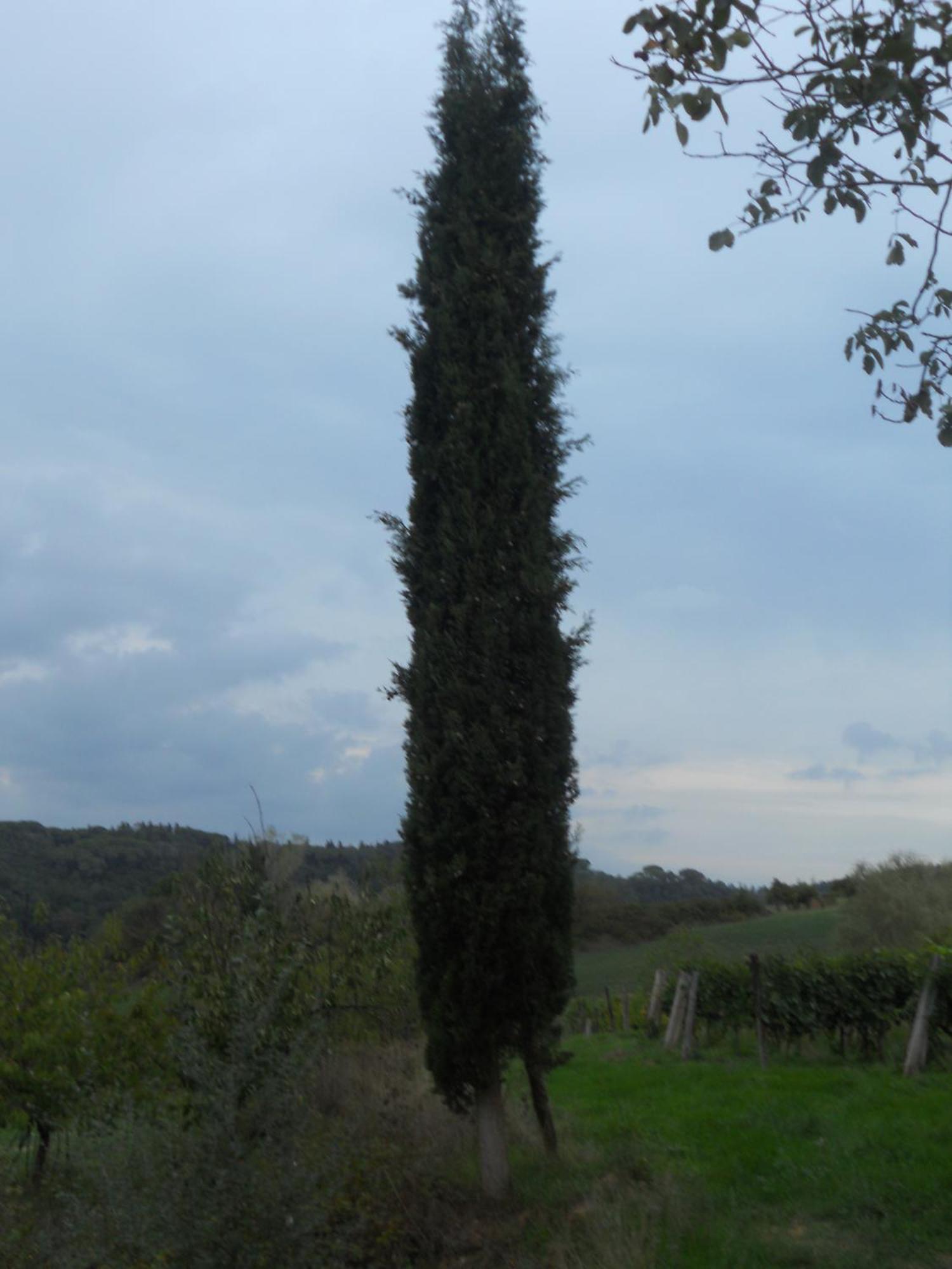 Tenuta Il Tresto Poggibonsi Exteriér fotografie